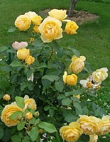 Роза английская Грэхем Томас